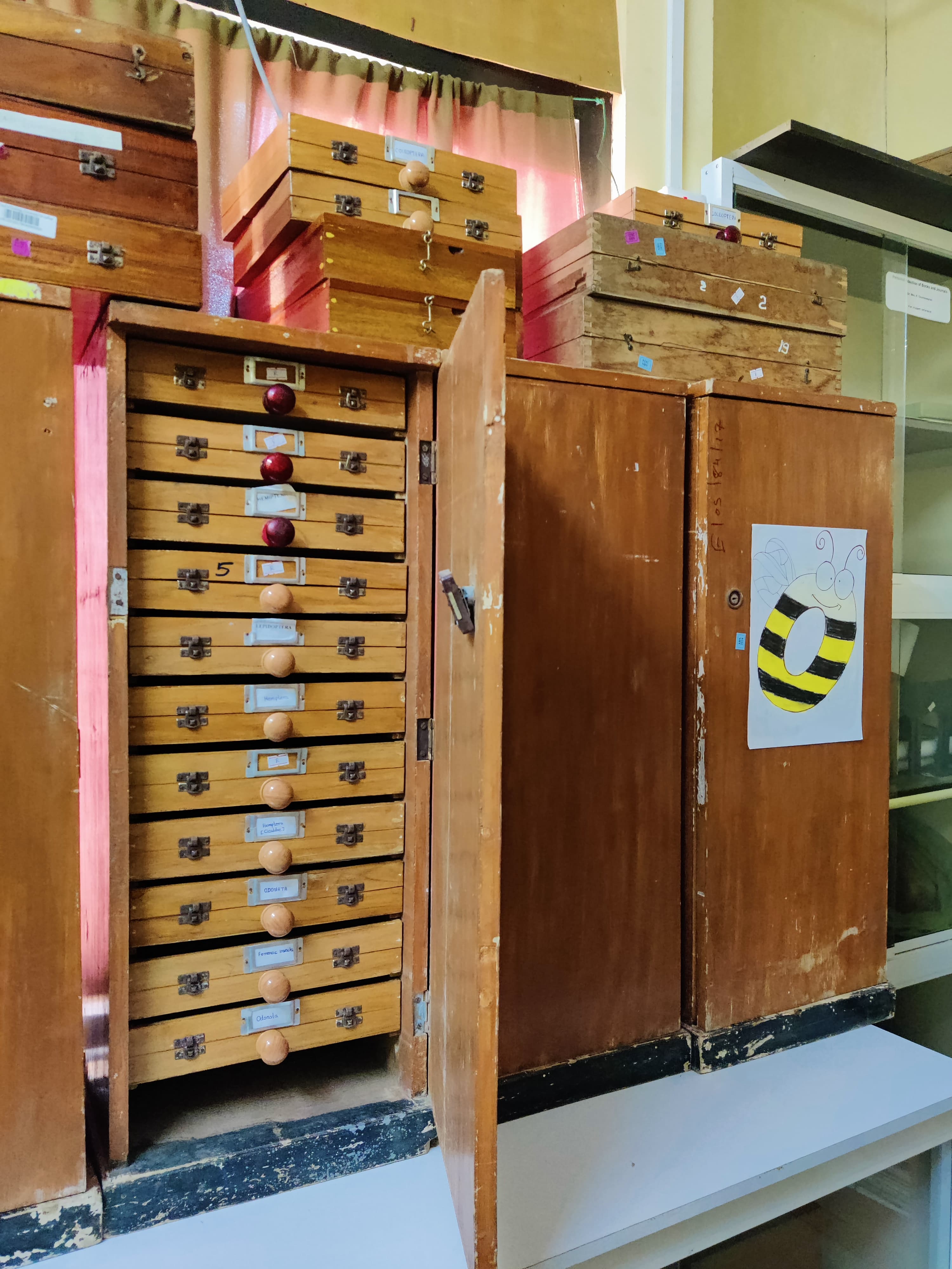 Preserved insect display